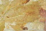 Fossil Seed Fern (Glossopteris) Plate - Australia #129617-1